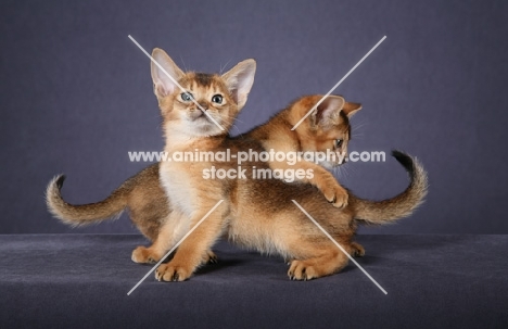 Two Ruddy Abyssinian kittens, 2 mo old, one grabbing the other's tail against a grey background