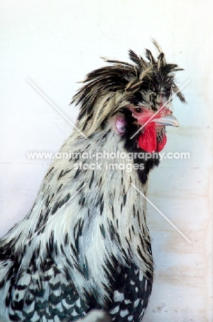 Bearded Poland hen (aka Nederlandse Baardkuifhoen)