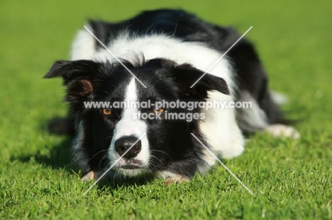 eyeing Border Collie