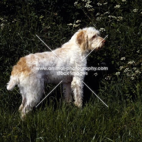 odivane francesca of nantiderri,   italian spinone