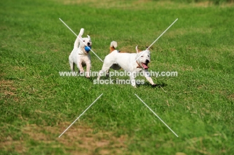 two Parson Russell Terriers playing