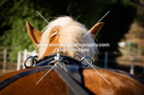 Belgian Draft horse