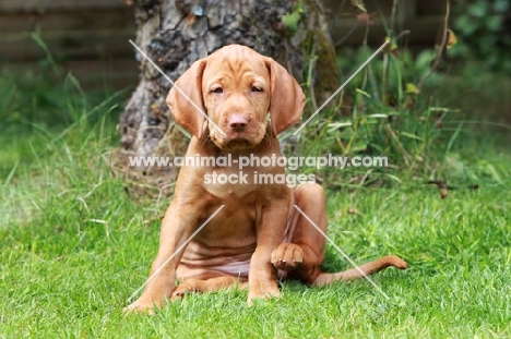 Hungarian Vizsla puppy