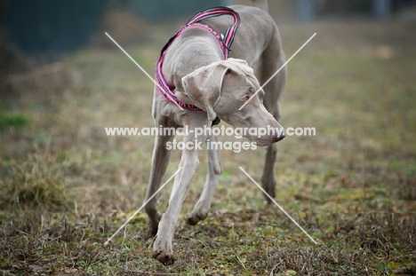 weimaraner wearing harness running in a field