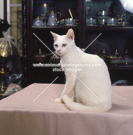 Kao Manee cat, sitting on table