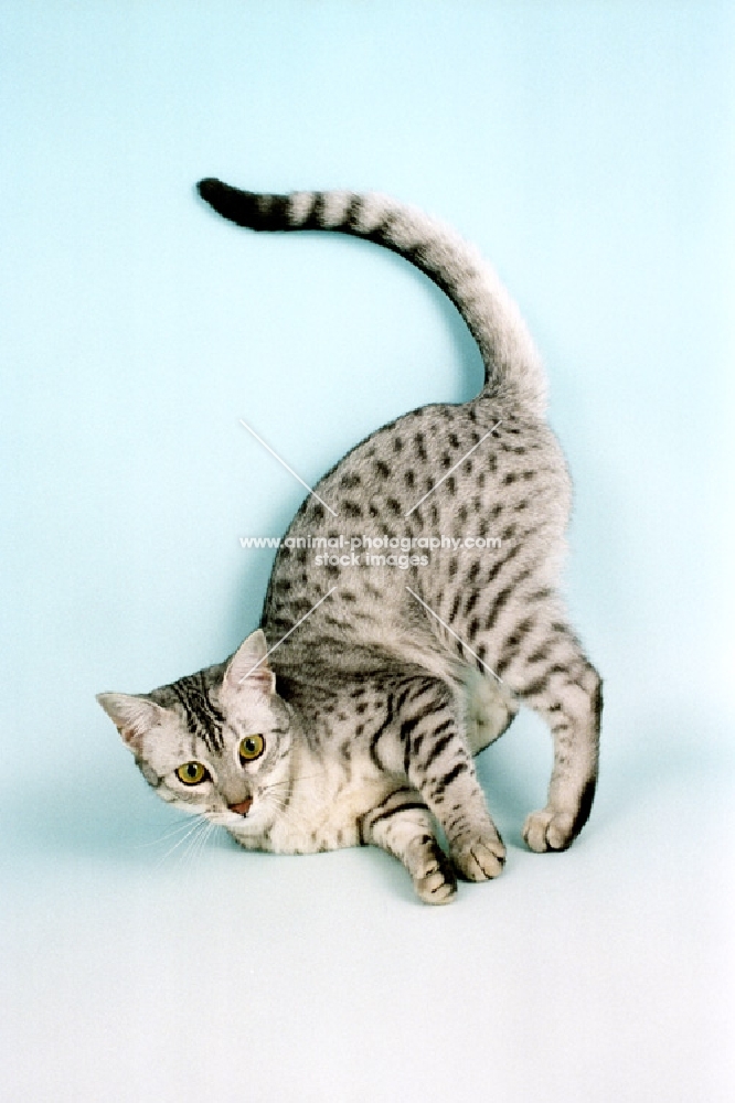 egyptian mau cat on light blue background