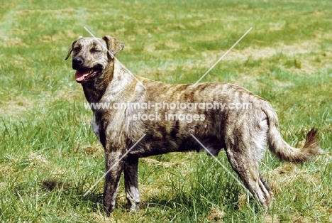 Cursino dog (aka Corse dog), side view, 1st French Champion