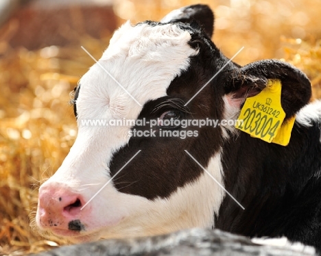 holstein friesian calf