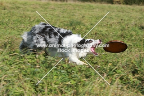 Border Collie catching frisbee