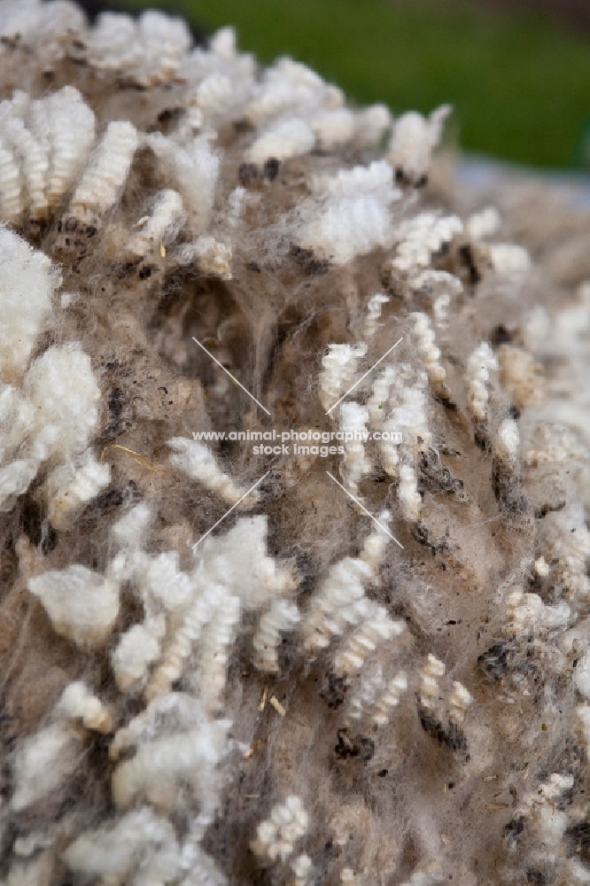 wool, close up