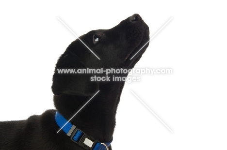 black labrador retriever puppy, looking up