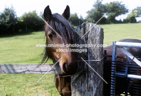 brown dales pony in a field