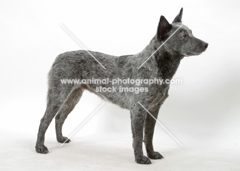 Australian stumpy tail cattle dog standing on white background