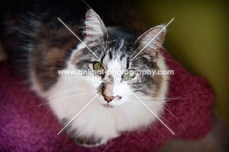 brown and white cat sitting with paws tucked