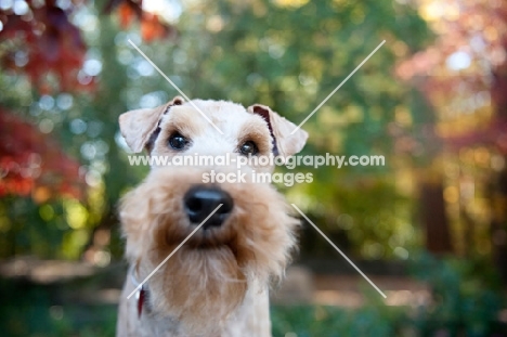 welsh terrier smiling