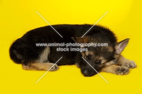 German Shepherd (aka Alsatian) puppy on yellow background