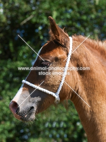 Welsh Cob (section d) foal, looking ahead