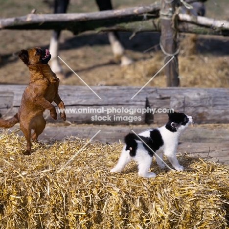 undocked griffon petit brabancon puppy standing up with kitten on straw