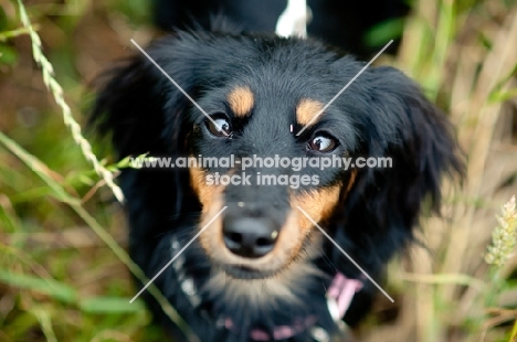 Dachshund looking at camera