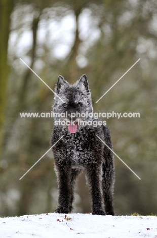 Dutch Shepherd Dog, rough haired