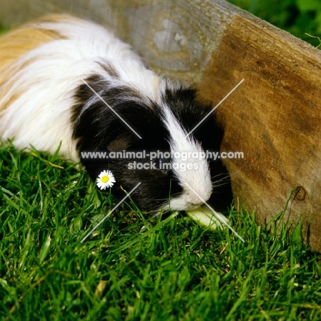tortoiseshell and white peruvian guinea pig with a slice of apple