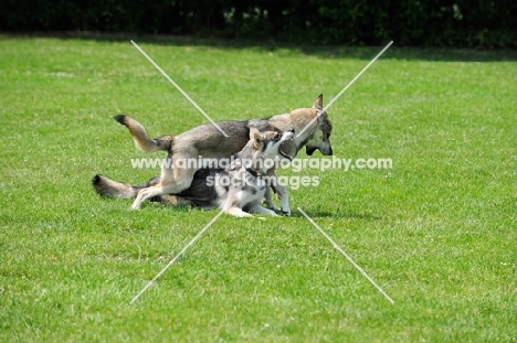 young Tamaskan dog playing