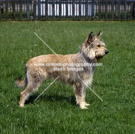 berger de picardy , picardy sheepdog, standing