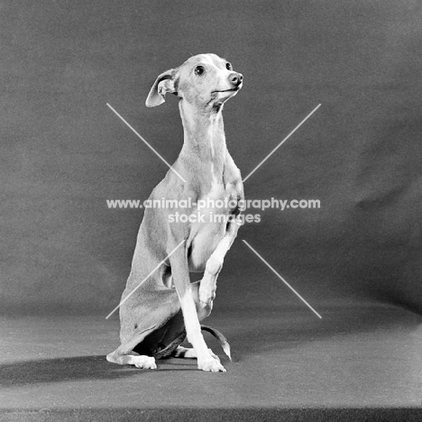 italian greyhound, ch tamoretta tailormade