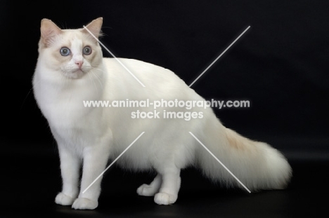 Lilac Point Bi-Color Ragdol cat standing