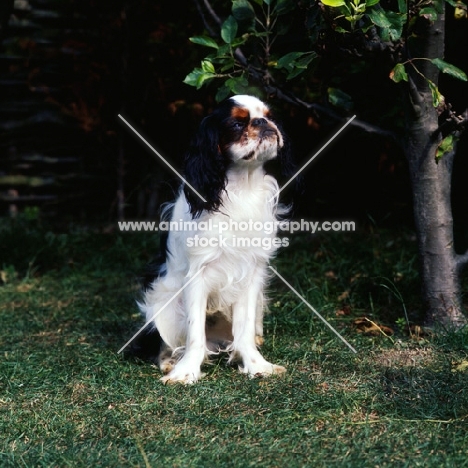 king charles spaniel sitting