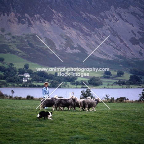 border collie herding herdwick eweswith shepherdess on 'one man and his dog', lake district