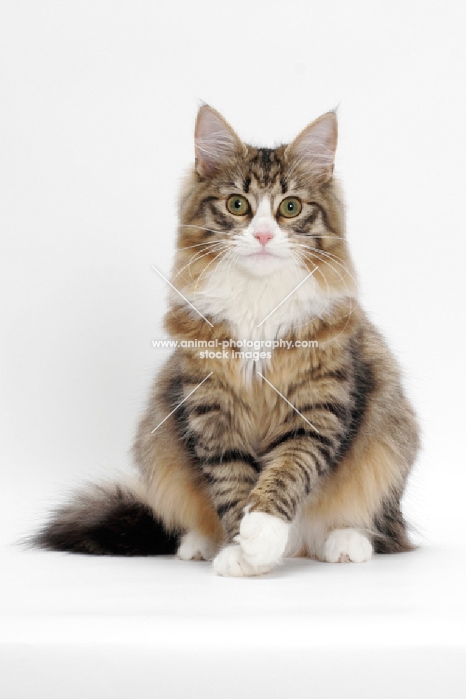 Norwegian Forest sitting down, Brown Mackerel Tabby & White