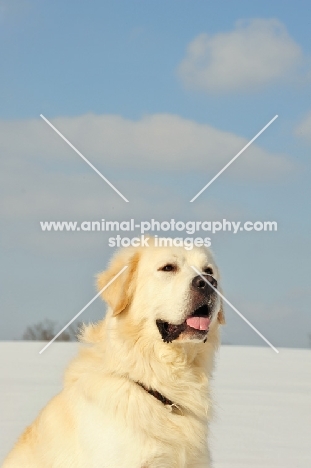 Polish Tatra Sheepdog (aka Owczarek Podhalanski) head study in winter