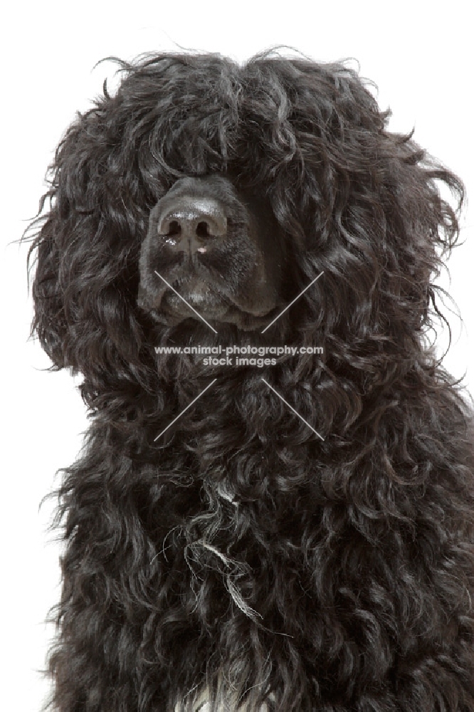 Australian Champion Portuguese Water Dog, portrait