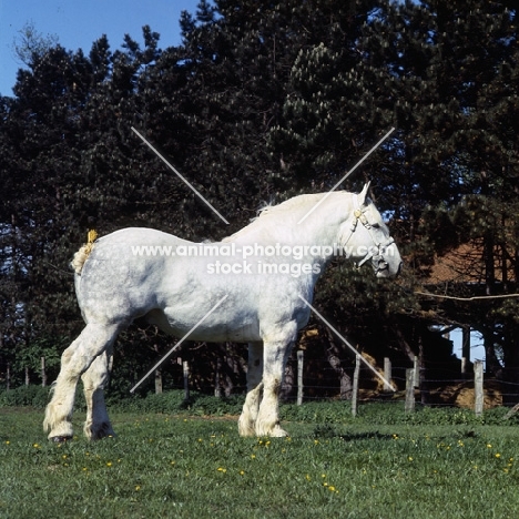 aramis, boulonnais stallion in france