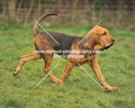 5 month old Bloodhound puppy, trotting