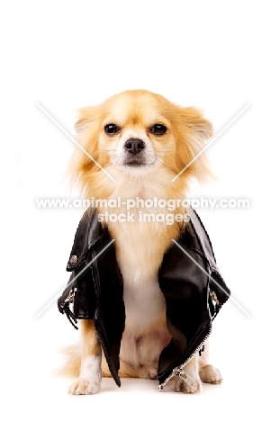 Long Haired Chihuahua isolated on a white background wearing a leather jacket