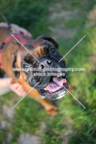 Boxer with mouth open looking up at camera