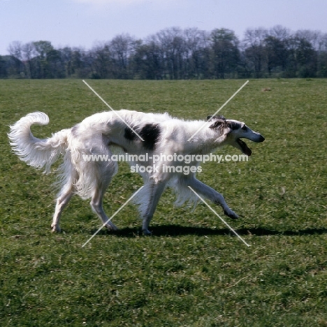 borzoi trotting along in a field