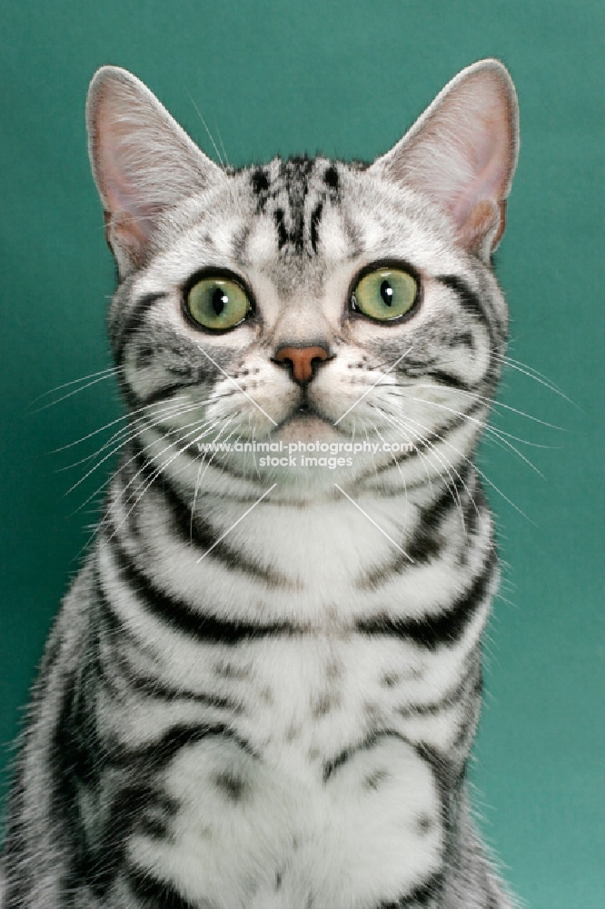 American Shorthair, staring at camera, on green background