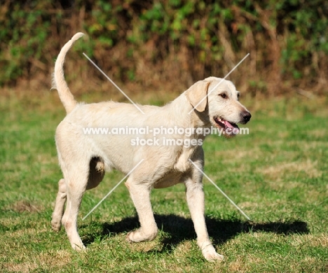 Welsh Foxhound, rare breed