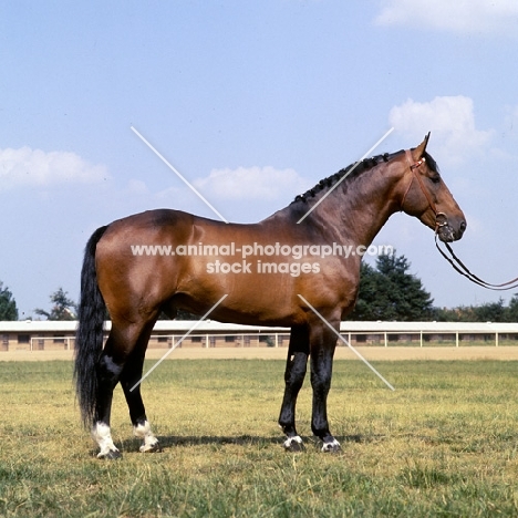  side view of Holstein stallion at Elmshorn, Germany