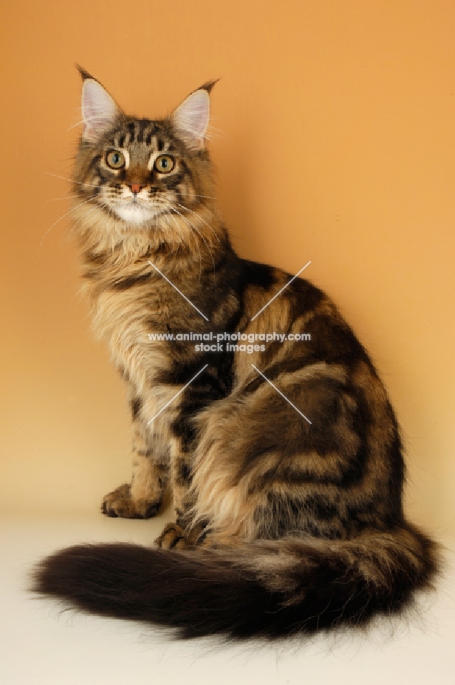 brown tabby maine coon sitting on orange background