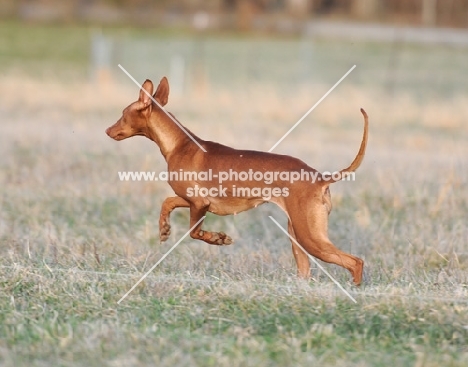 Pharaoh Hound running, side view