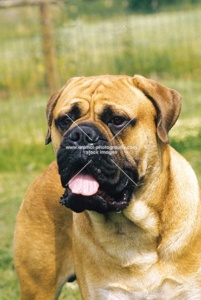 bullmastiff portrait