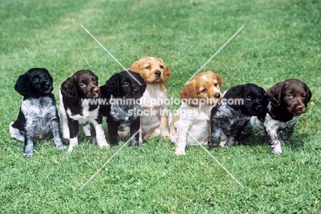 seven brittany puppies sitting obediently in line