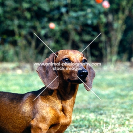 champion dachshund miniature head and shoulder shot