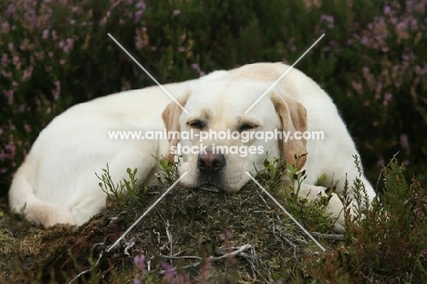 Labrador Retriever resting outdoors