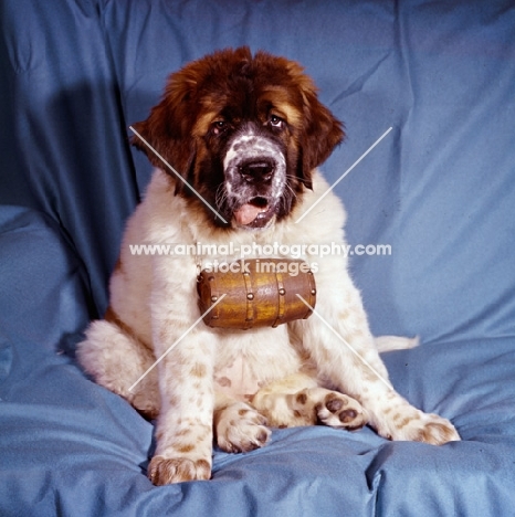 st bernard puppy with cask around neck