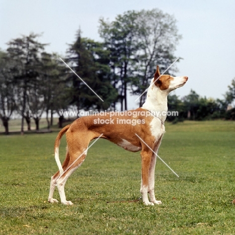 ibizan hound standing on grass